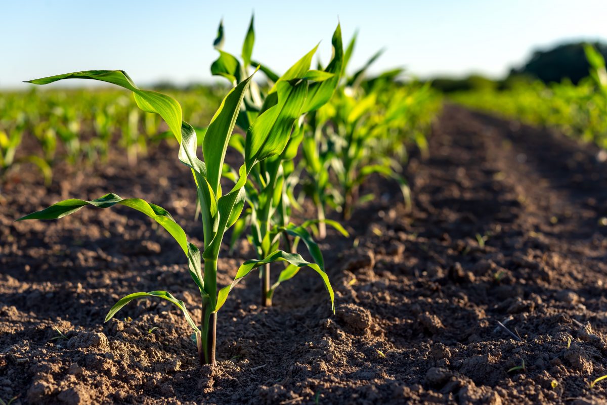 6 Ways to Boost Spring Yields through Precision Farming