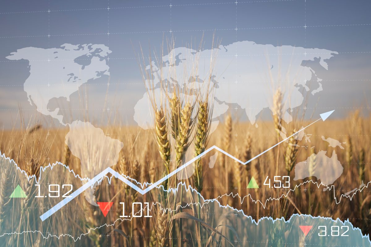 Grain and Wheat Field Connoting the Impact of Precision Farming on Global Food Production